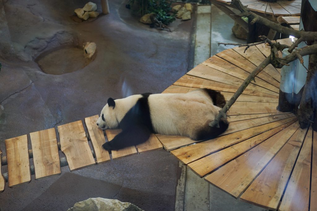 Ouwehands Dierenpark Pandasia panda