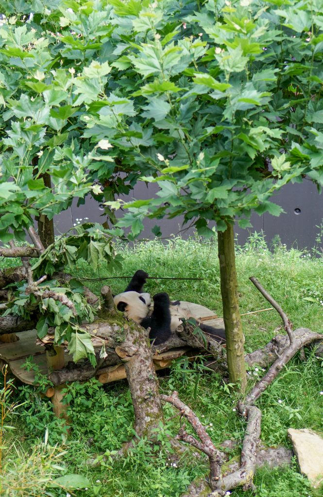 Ouwehands Dierenpark Pandasia panda