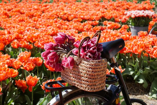 fietsmand bloemen tulpen lisse