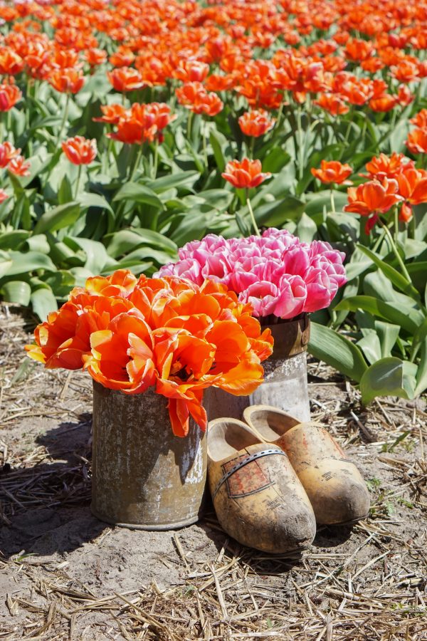 klompen wooden shoes tulips tulpen holland lisse