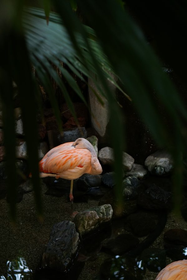 center parcs flamingo