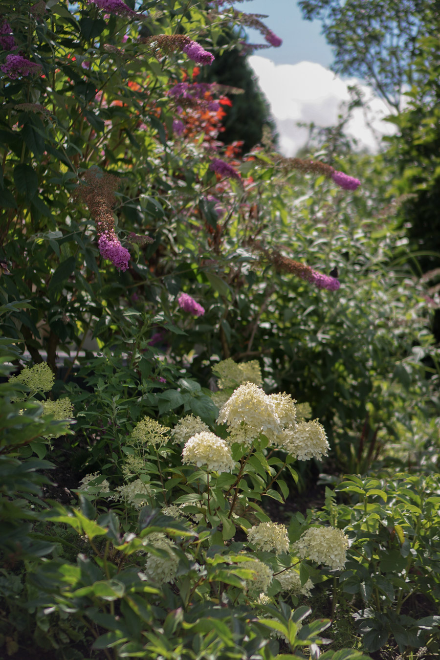 groene tuin hortensia vlinderstruik